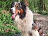 Mâle Berger Australien disponible pour saillie bleu merle