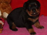 4 chiots Rottweilers LOF disponibles à la réservation