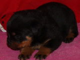 4 chiots Rottweilers LOF disponibles à la réservation