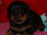 4 chiots Rottweilers LOF disponibles à la réservation