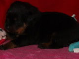 4 chiots Rottweilers LOF disponibles à la réservation