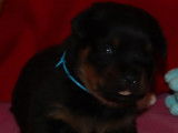 4 chiots Rottweilers LOF disponibles à la réservation
