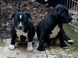 Un chiot Staffordshire Bull Terriers bicolore LOF à la vente
