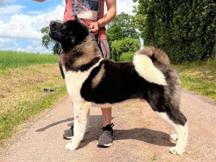 Chien mâle Akita Américain d’un an LOF à vendre