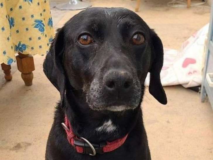 Chienne de 9 ans à donner