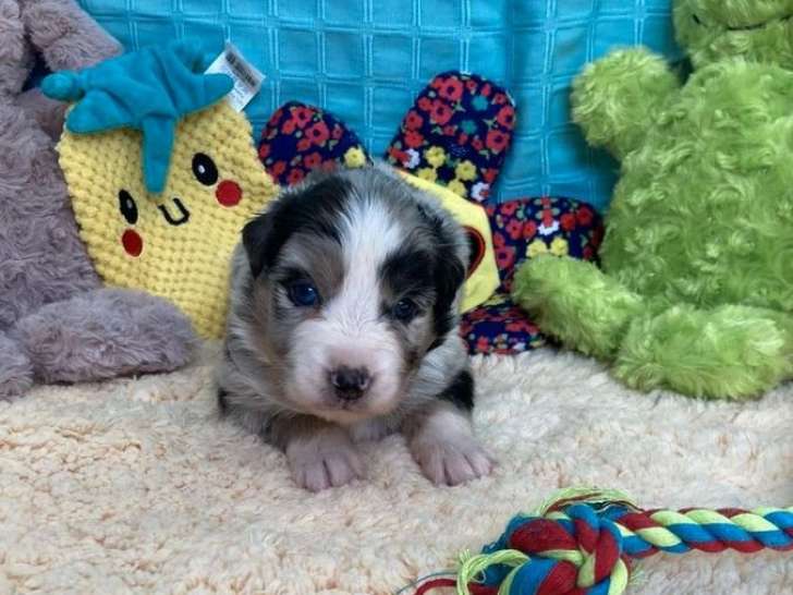 5 chiots Bergers Australiens LOF à réserver