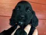 5 chiots Cockers Anglais LOF à acheter