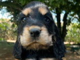 5 chiots Cockers Anglais LOF à acheter