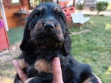 5 chiots Cockers Anglais LOF à acheter