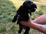 5 chiots Cockers Anglais LOF à acheter