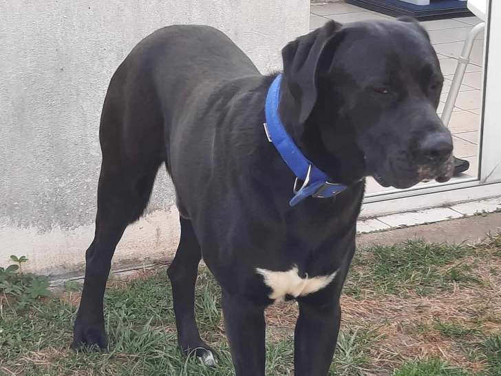 Chien noir d'un an à donner