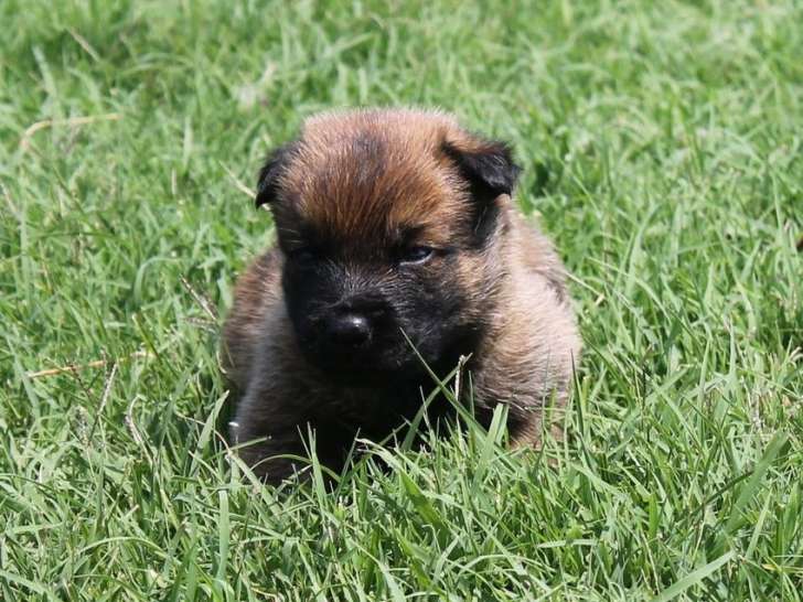 7 chiots Bergers Belge Malinois (LOF)