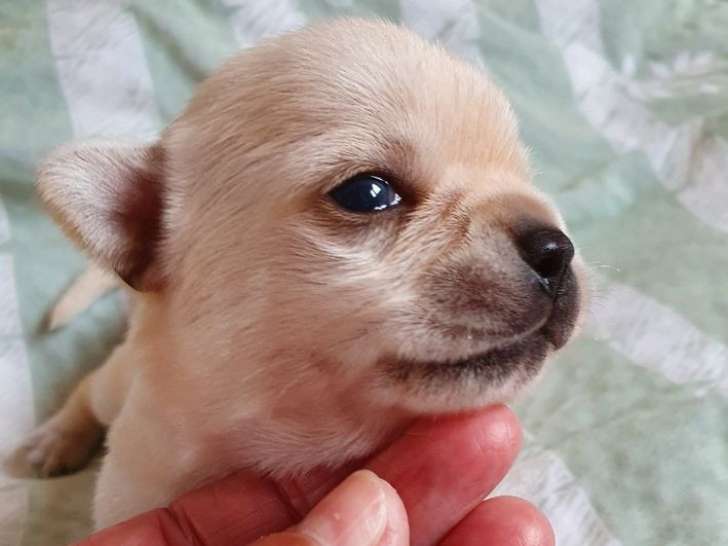 5 chiots Chihuahuas LOF à poil court disponibles à la vente