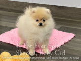 Dernier chiot Spitz Nains Poméranien, c'est une fifille!