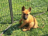 Des chiots Bergers Belges Malinois LOF disponibles à l'achat