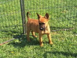 Des chiots Bergers Belges Malinois LOF disponibles à l'achat