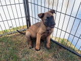 Des chiots Bergers Belges Malinois LOF disponibles à l'achat