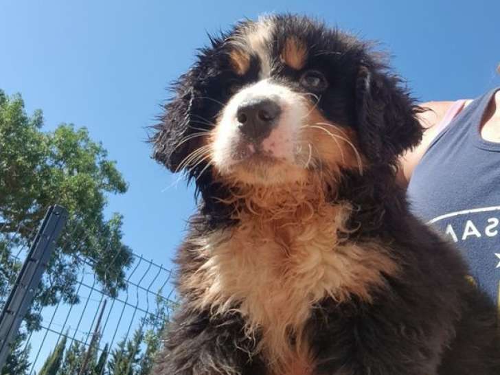 À vendre : 4 chiots Bouviers Bernois LOF