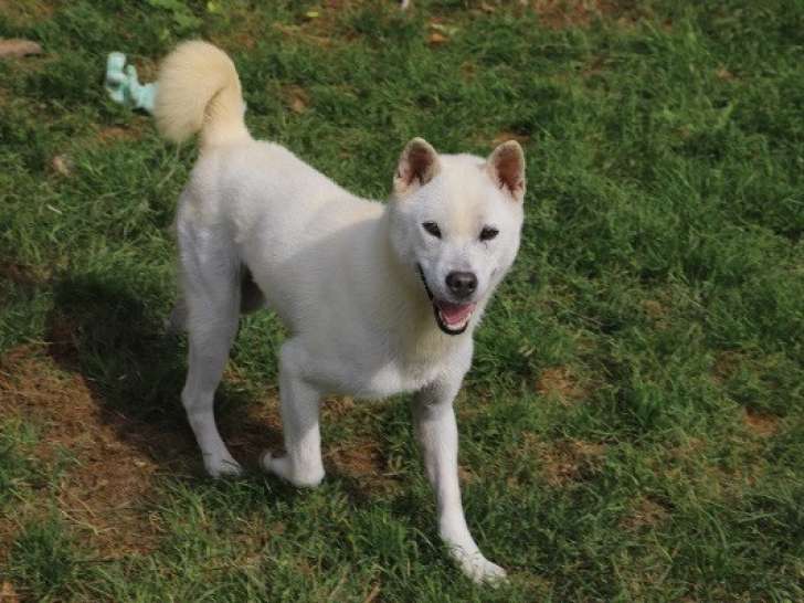 Chien Kishu blanc à donner
