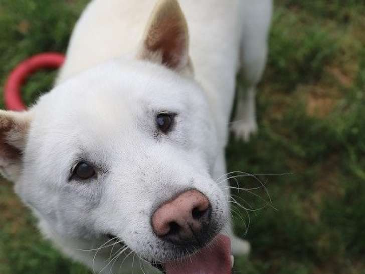 Chien Kishu mâle à céder