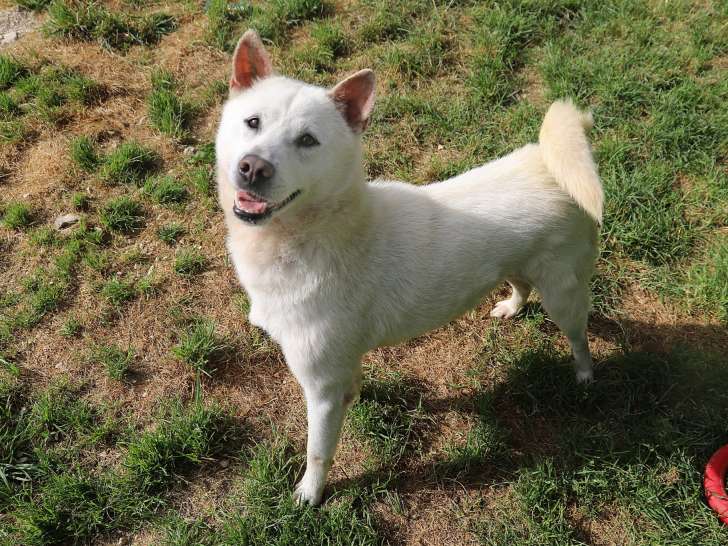 Chienne Kishu blanche âgée de 3 ans à adopter