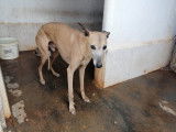 Chien Whippet à donner