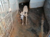 Chien Whippet à donner