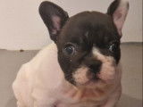 1 chiot mâle Bouledogue Français LOF à réserver