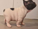 1 chiot mâle Bouledogue Français LOF à réserver
