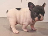 1 chiot mâle Bouledogue Français LOF à réserver