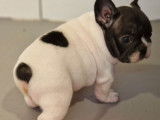 1 chiot mâle Bouledogue Français LOF à réserver
