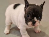 1 chiot mâle Bouledogue Français LOF à réserver