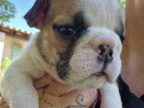 2 chiots Bouledogues Anglais LOF, à réserver