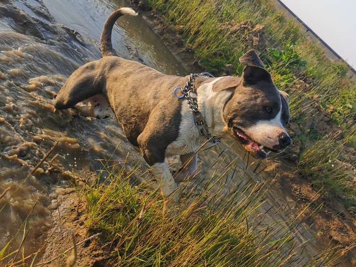 Mâl American Staffordshire Terrier disponible pour saillie