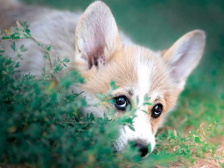 À réserver : 6 chiots Welsh Corgi Pembroke LOF