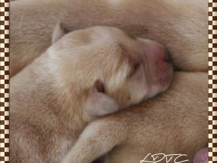 5 chiots Labrador Retrievers sable LOF à la réservation