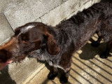 Chien adulte mâle Drahthaar LOF de 2 ans pour une saillie