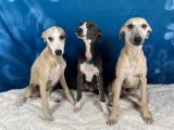 À vendre : 3 chiots Whippets LOF, de mars 2023