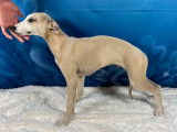 À vendre : 3 chiots Whippets LOF, de mars 2023