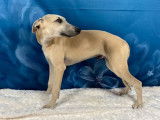 À vendre : 3 chiots Whippets LOF, de mars 2023