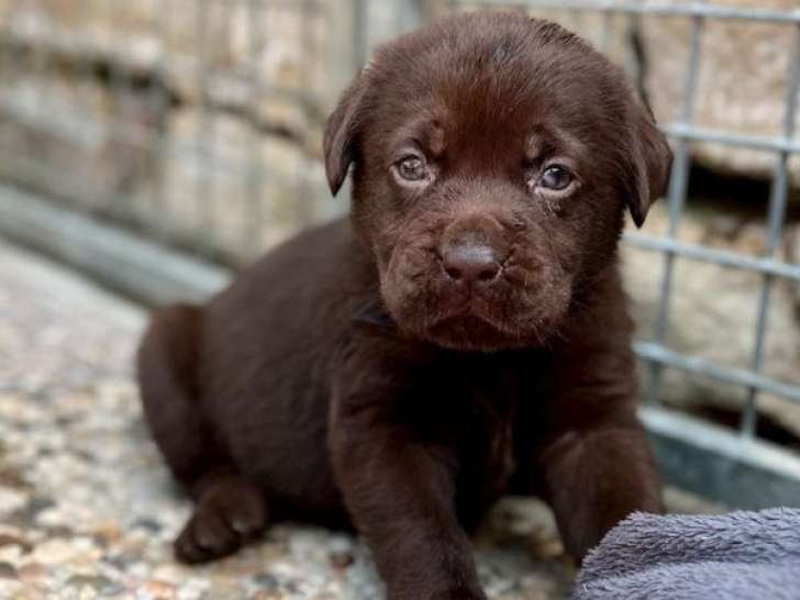 6 chiots femelles Labradors LOF, de mai 2023, à réserver