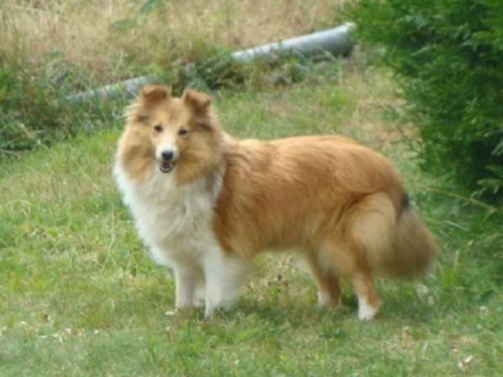 Une chienne Berger des Shetland LOF, d’octobre 2014, à vendre