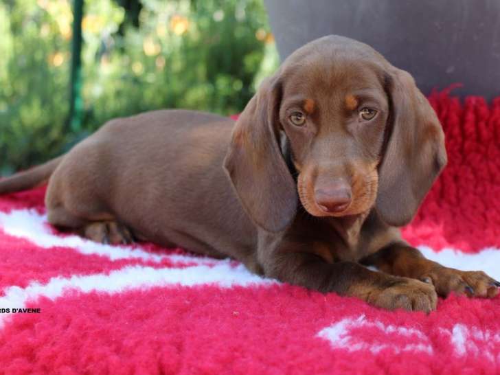 Un chiot Teckel LOF, d'avril 2023, à vendre