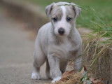 4 chiots Whippets LOF, âgé de 2 mois, à réserver