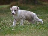 4 chiots Whippets LOF, âgé de 2 mois, à réserver