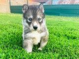 6 chiots Huskies de Sib&eacute;rie LOF, de mai 2023, &agrave; r&eacute;server