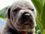 8 chiots Cane Corso LOF, de juin 2023, à réserver