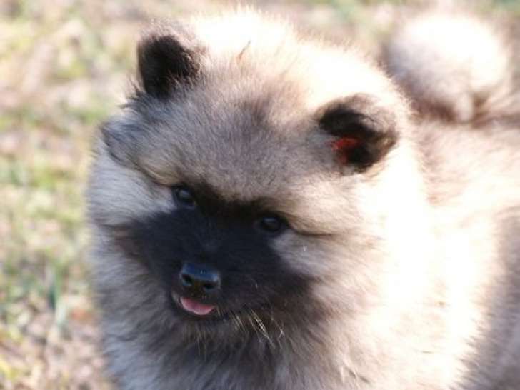 À réserver : 4 chiots Spitz Allemands LOF, de juin 2023