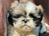 5 chiots Shih Tzu LOF disponibles