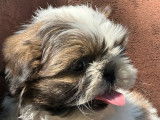 5 chiots Shih Tzu LOF disponibles